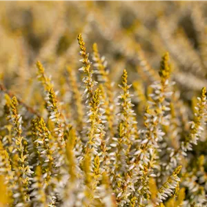 Calluna vulgaris 'Sandy' -S-