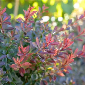Berberis thunbergii 'Bagatelle' Berberis thunbergii 'Bagatelle'