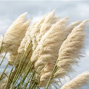Cortaderia selloana 'Sunningdale Silver' Cortaderia selloana 'Sunningdale Silver'
