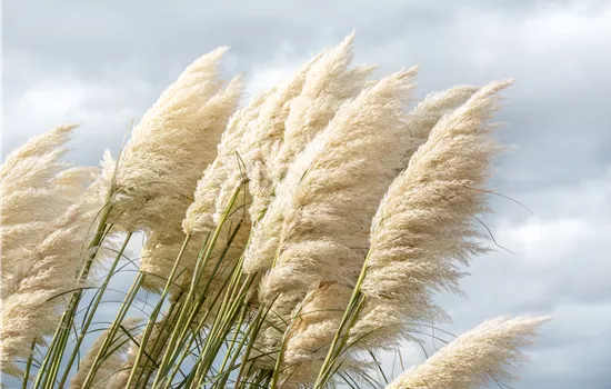 Cortaderia selloana 'Sunningdale Silver' Cortaderia selloana 'Sunningdale Silver'