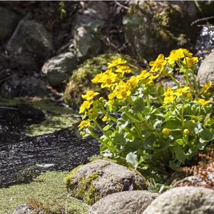 Caltha palustris Caltha palustris