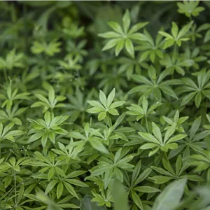 Galium odoratum Galium odoratum