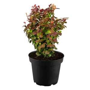 Berberis thunbergii 'Golden Ring' Berberis thunbergii 'Golden Ring'