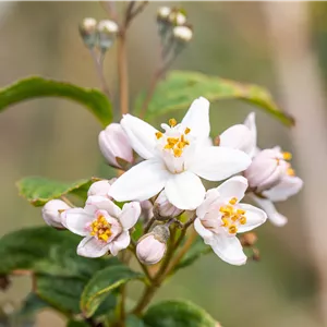 Deutzia hybrida 'Mont Rose'
