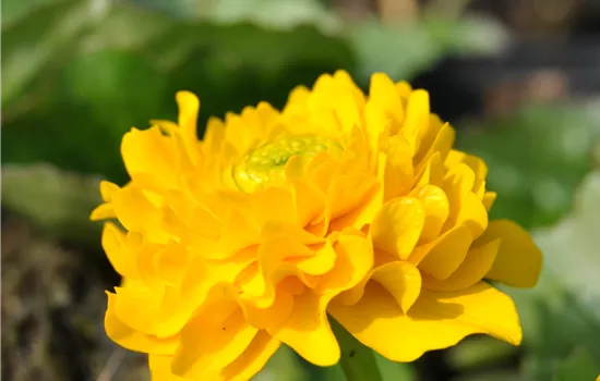 Caltha palustris 'Multiplex' Caltha palustris 'Multiplex'