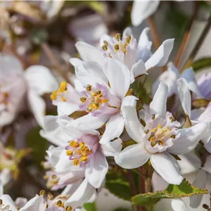Deutzia kalmiiflora Deutzia kalmiiflora
