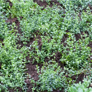 Euonymus fortunei 'Minimus'