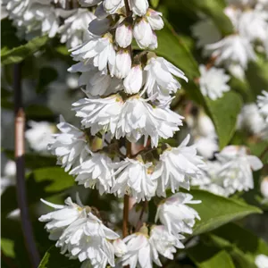 Deutzia magnifica