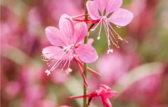 Gaura lindheimeri