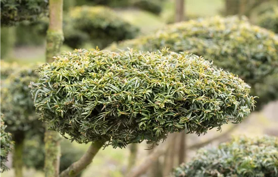 Conifers Decorate All Year Round Conifers Decorate All Year Round