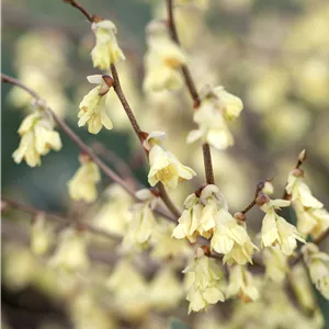 Corylopsis pauciflora Corylopsis pauciflora