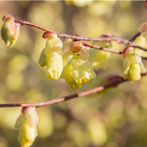 Corylopsis pauciflora