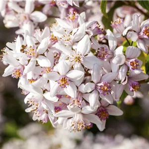 Deutzia rosea Deutzia rosea