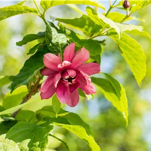 Calycanthus floridus