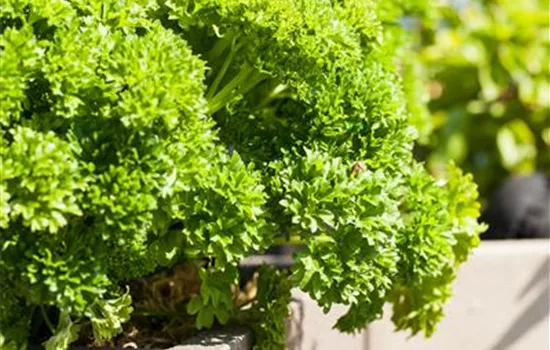 Herbs in Your Own Garden: Creating the Herb Garden Herbs in Your Own Garden: Creating the Herb Garden