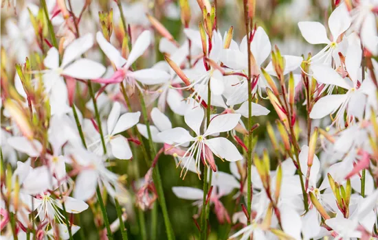 Gaura lindheimeri 'Whirling Butterflies'