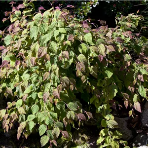 Corylopsis spicata Corylopsis spicata