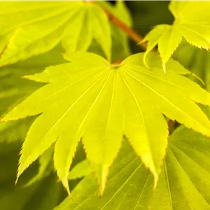 Acer shirasawanum 'Aureum' Acer shirasawanum 'Aureum'