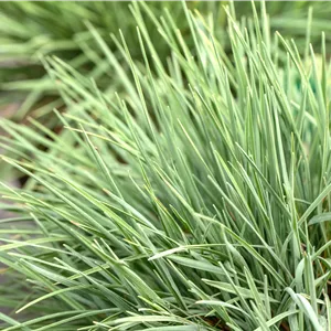 Koeleria glauca Koeleria glauca