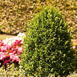 Alles über Buchs Alles über Buchs