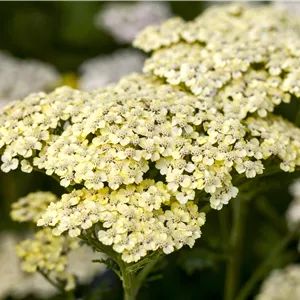Achillea filipendulina 'Credo' Achillea filipendulina 'Credo'