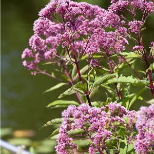 Eupatorium fistulosum 'Atropurpureum' Eupatorium fistulosum 'Atropurpureum'