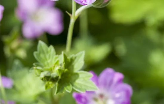 Geranium endressii Geranium endressii
