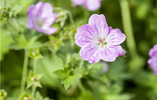 Geranium endressii