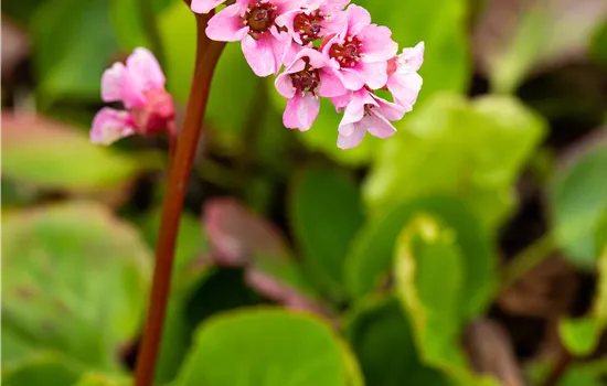 Bergenia cordifolia 'Baby Doll' Bergenia cordifolia 'Baby Doll'