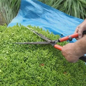 Boxwood - Pruning