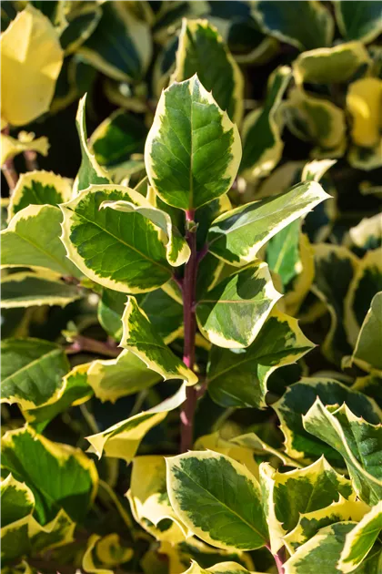 Ilex altaclerensis 'Golden King'