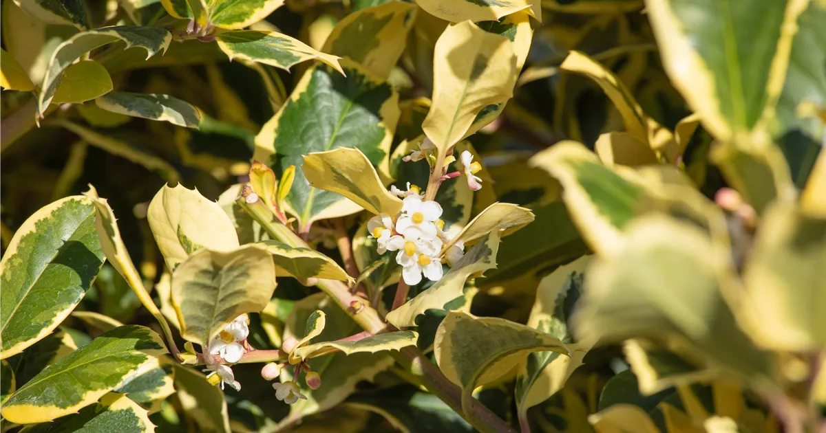 Ilex altaclerensis 'Golden King'