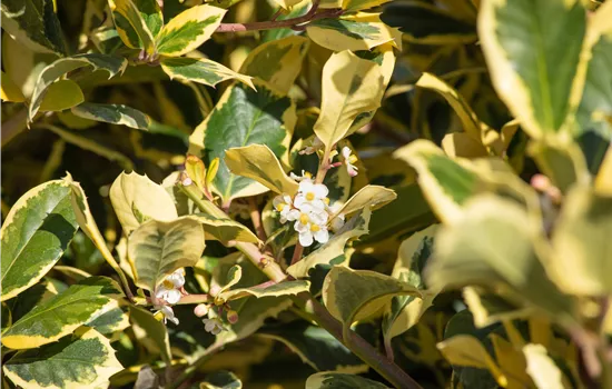 Ilex altaclerensis 'Golden King'