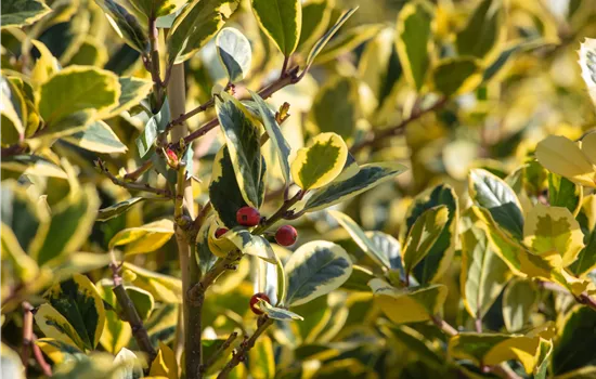 Ilex altaclerensis 'Golden King' Ilex altaclerensis 'Golden King'