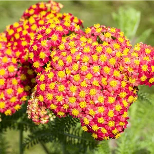 Achillea filipendulina 'Feuerland' Achillea filipendulina 'Feuerland'
