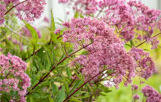 Eupatorium fistulosum 'Purple Bush' Eupatorium fistulosum 'Purple Bush'