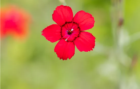 Dianthus deltoides 'Leuchtfunk'