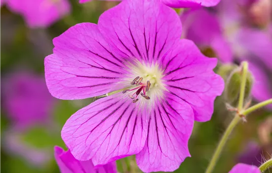 Geranium gracile 'Sirak' Geranium gracile 'Sirak'