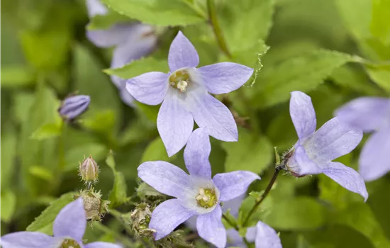 Campanula lactiflora 'Prichard's Variety'