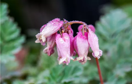 Dicentra eximia Dicentra eximia