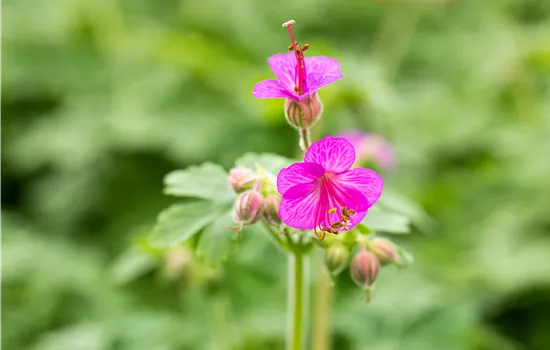 Geranium macrorrhizum