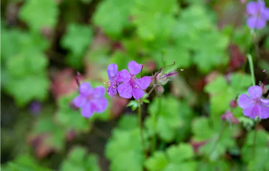 Geranium macrorrhizum Geranium macrorrhizum