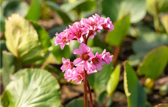 Bergenia cordifolia 'Herbstblüte' Bergenia cordifolia 'Herbstblüte'
