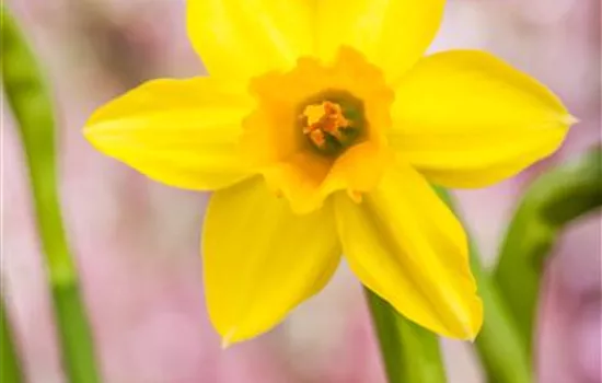 Daffodils – Spring in the Garden Daffodils – Spring in the Garden