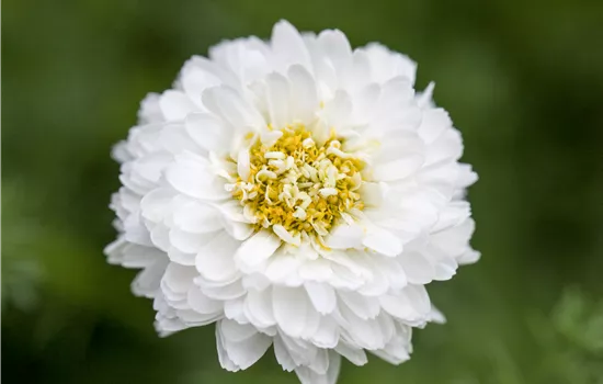 Chamaemelum nobile 'Plenum'