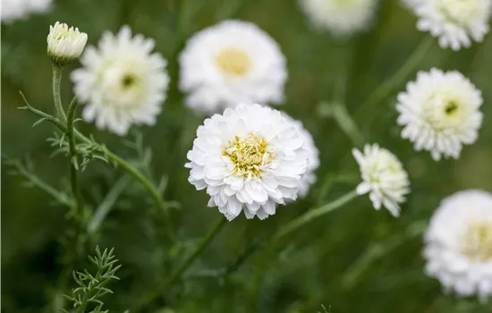 Chamaemelum nobile 'Plenum'