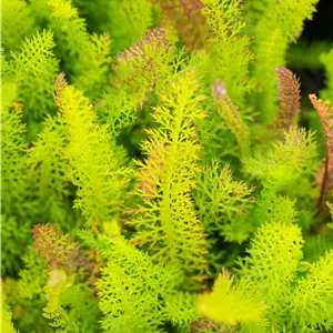 Achillea millefolium Achillea millefolium