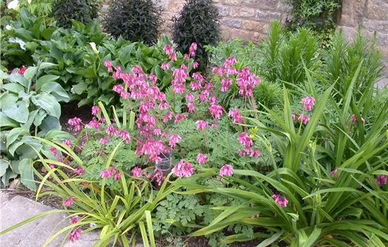 Dicentra formosa i.S. Dicentra formosa i.S.