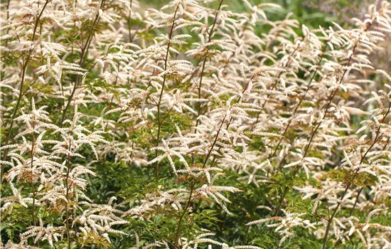 Aruncus aethusifolius 'Horatio' Aruncus aethusifolius 'Horatio'