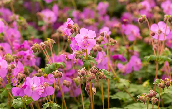 Geranium macrorrhizum 'Bevan' Geranium macrorrhizum 'Bevan'